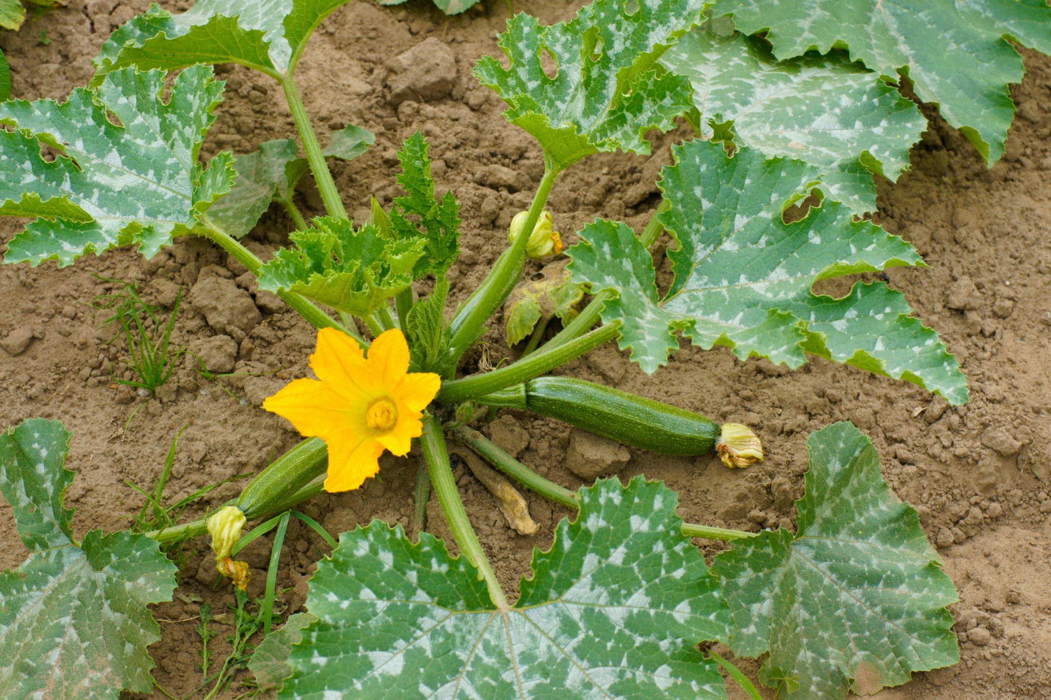 علت ریزش میوه های خانواده ی کدوئیان