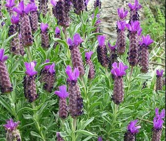 باغچه ای زیبا از گیاهان دارویی