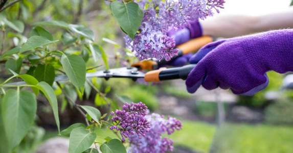 چگونه یاس بنفش را هرس کنیم ؟ - فوت و فن های باغبانی