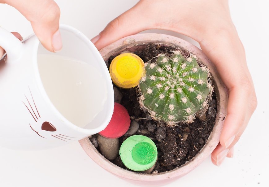 کاکتوس ها چه زمانی نیاز به تعویض گلدان دارند ؟