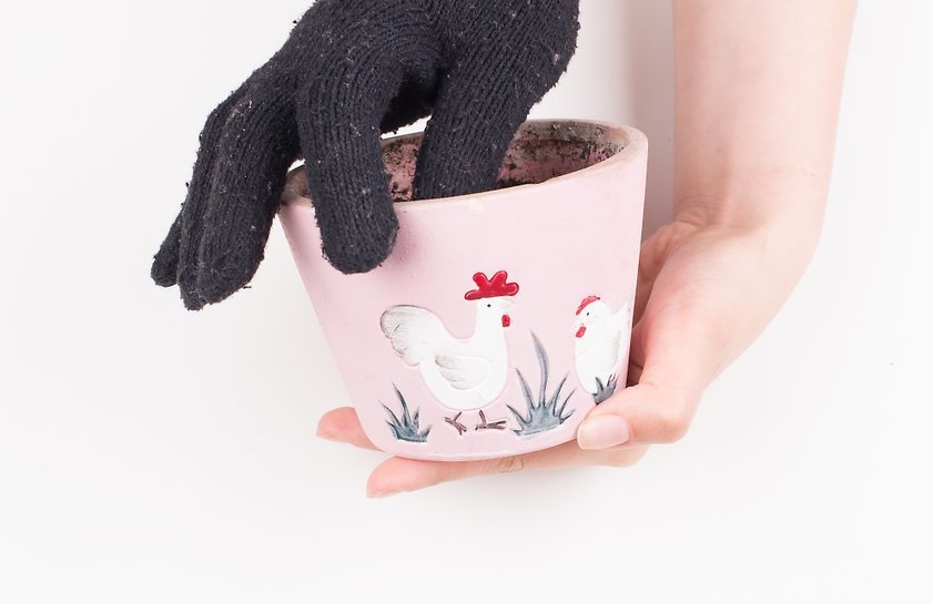 کاکتوس ها چه زمانی نیاز به تعویض گلدان دارند ؟