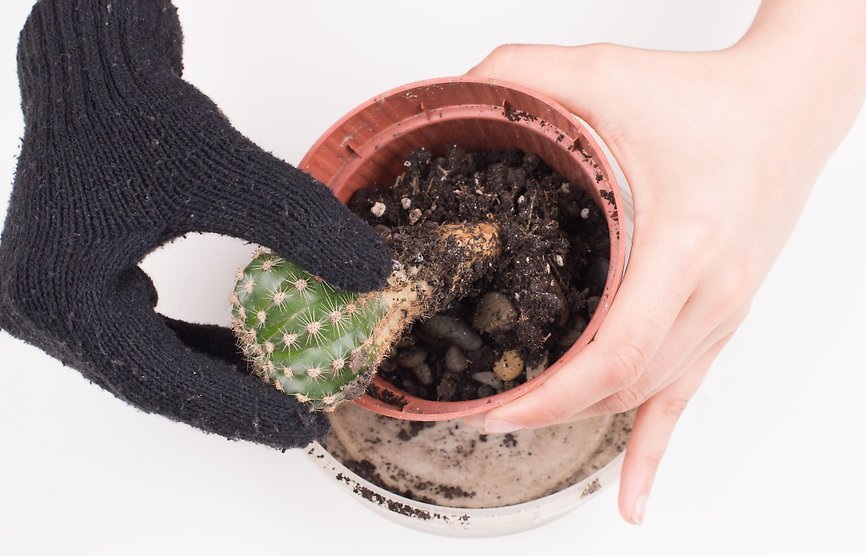 کاکتوس ها چه زمانی نیاز به تعویض گلدان دارند ؟