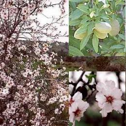 نگهداری از درخت گوجه سبز