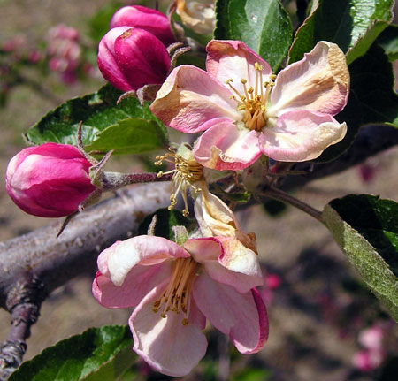 علت ریزش شکوفه درختان میوه و نحوه ی درمان