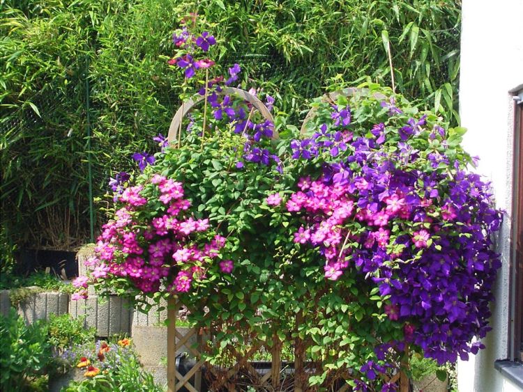 آشنایی با درختچه های بالا رونده
