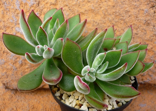نگهداری از گل ساق عروس