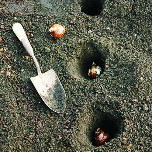 کاشت پیاز لاله