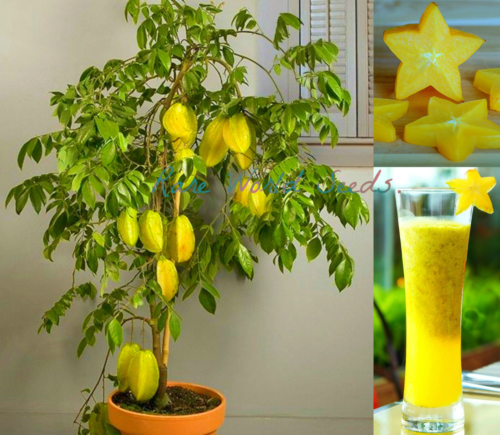 آیا می توان میوه ی ستاره ای را در گلدان پرورش داد؟