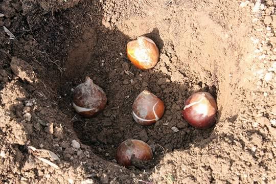 راهنمای نگهداری از پیاز لاله