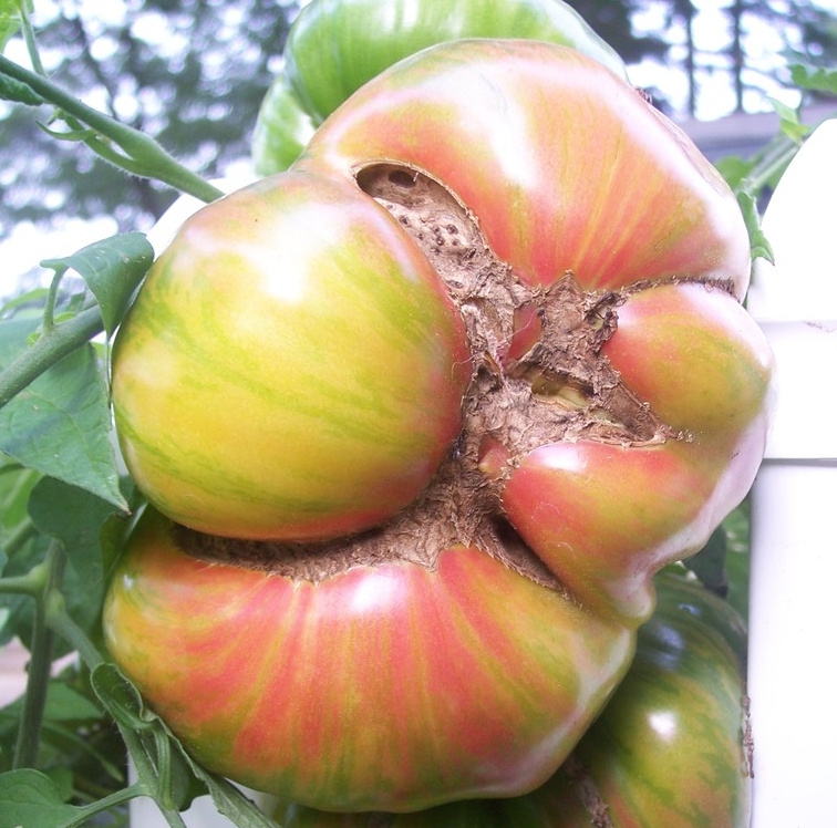 2)گربه سیمایی Catfacing