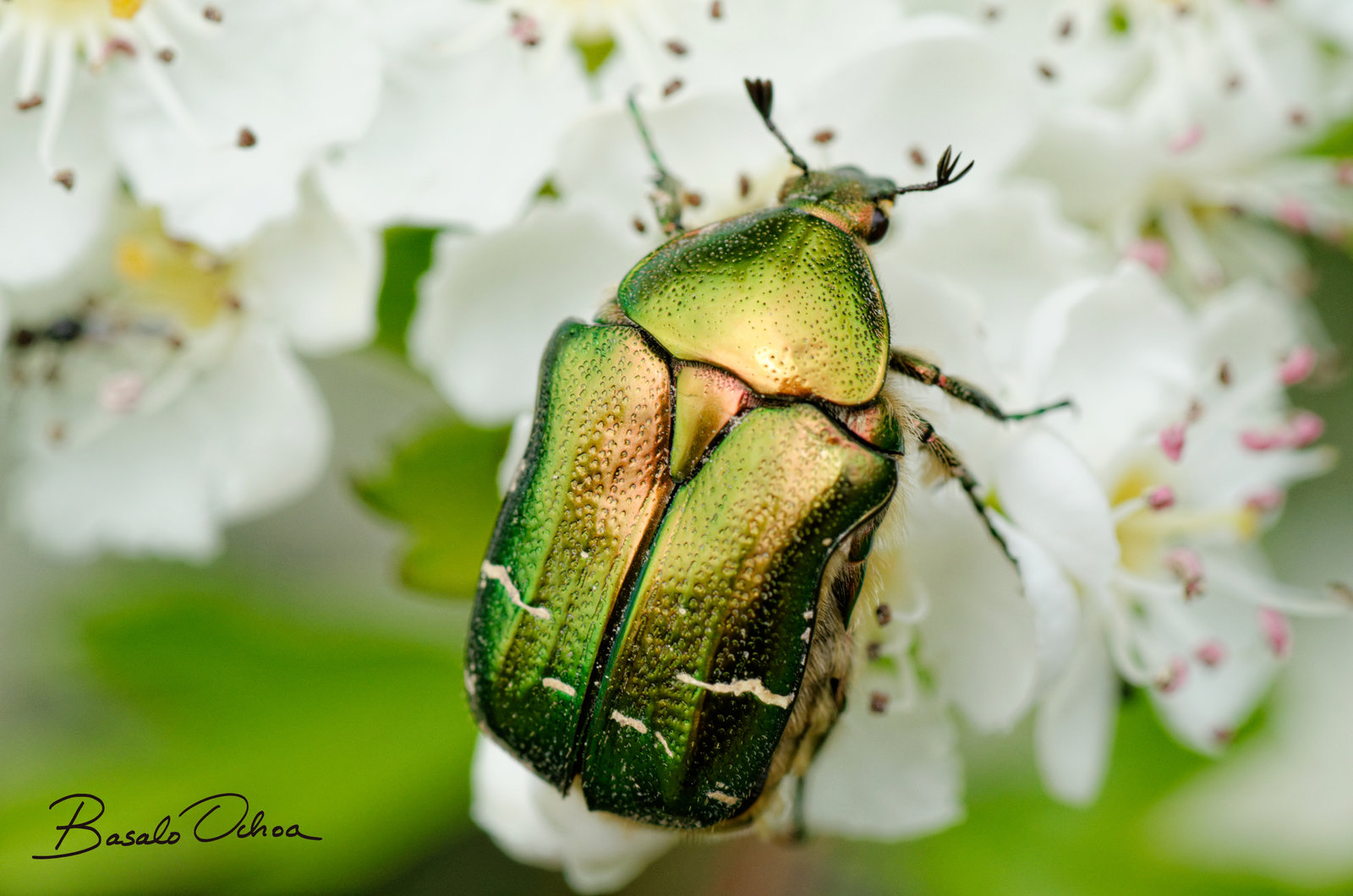 3)سوسك سبز گل سرخ