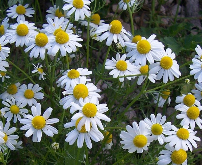 باغچه ای زیبا از گیاهان دارویی