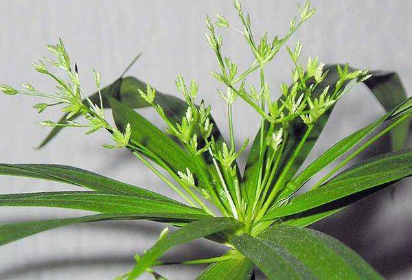 نحوه ی هرس نخل مرداب - فوت و فن های باغبانی