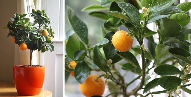 نگهداری از درختچه نارنگی در منزل