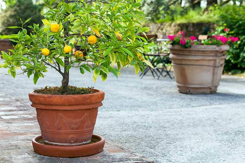میزان آبیاری نهال های گلدانی مرکبات