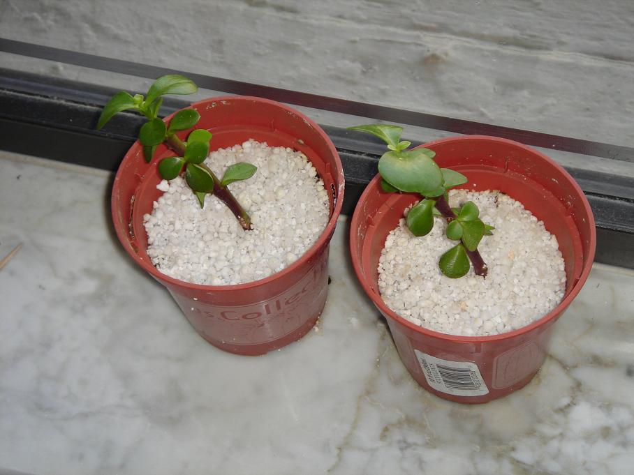 3) پرلایت (Perlite)