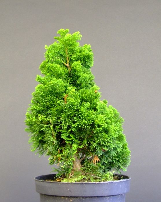 نگهداری از بونسای کامیس پاریس