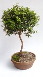 پرورش و نگهداری بونسای مورد