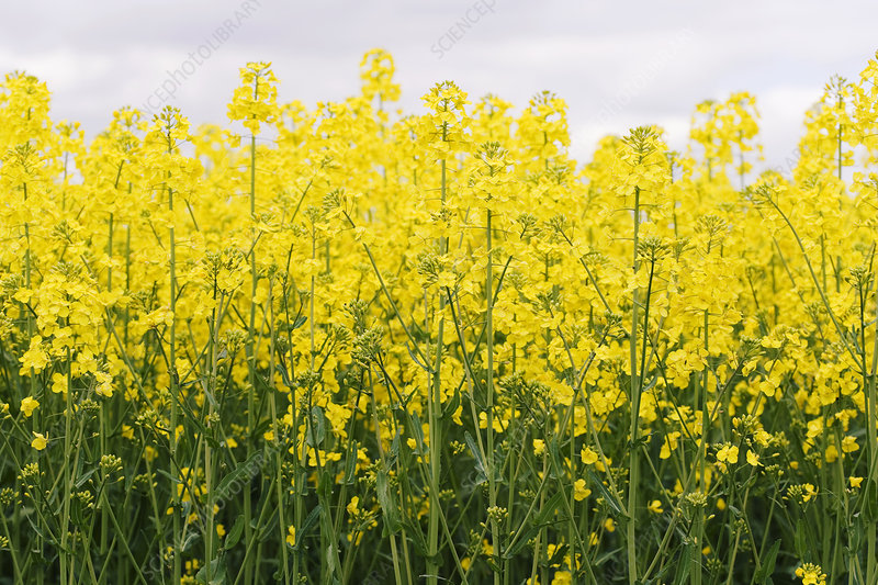 فواید کاشت گیاه کلزا
