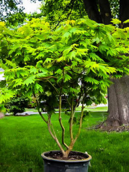 شرایط نگهداری از درخت افرا مجنون