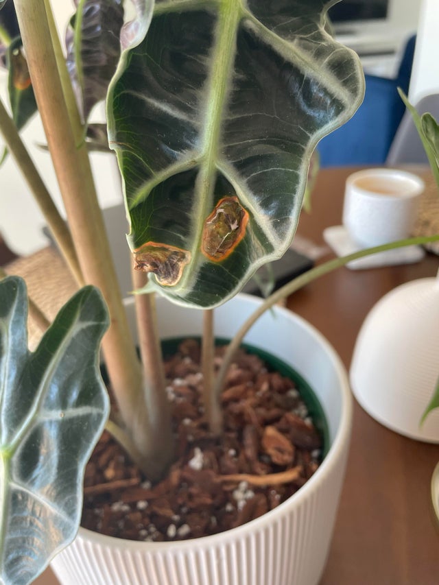 مشکلات رایج در نگهداری از گیاه باباآدم - فوت و فن های باغبانی