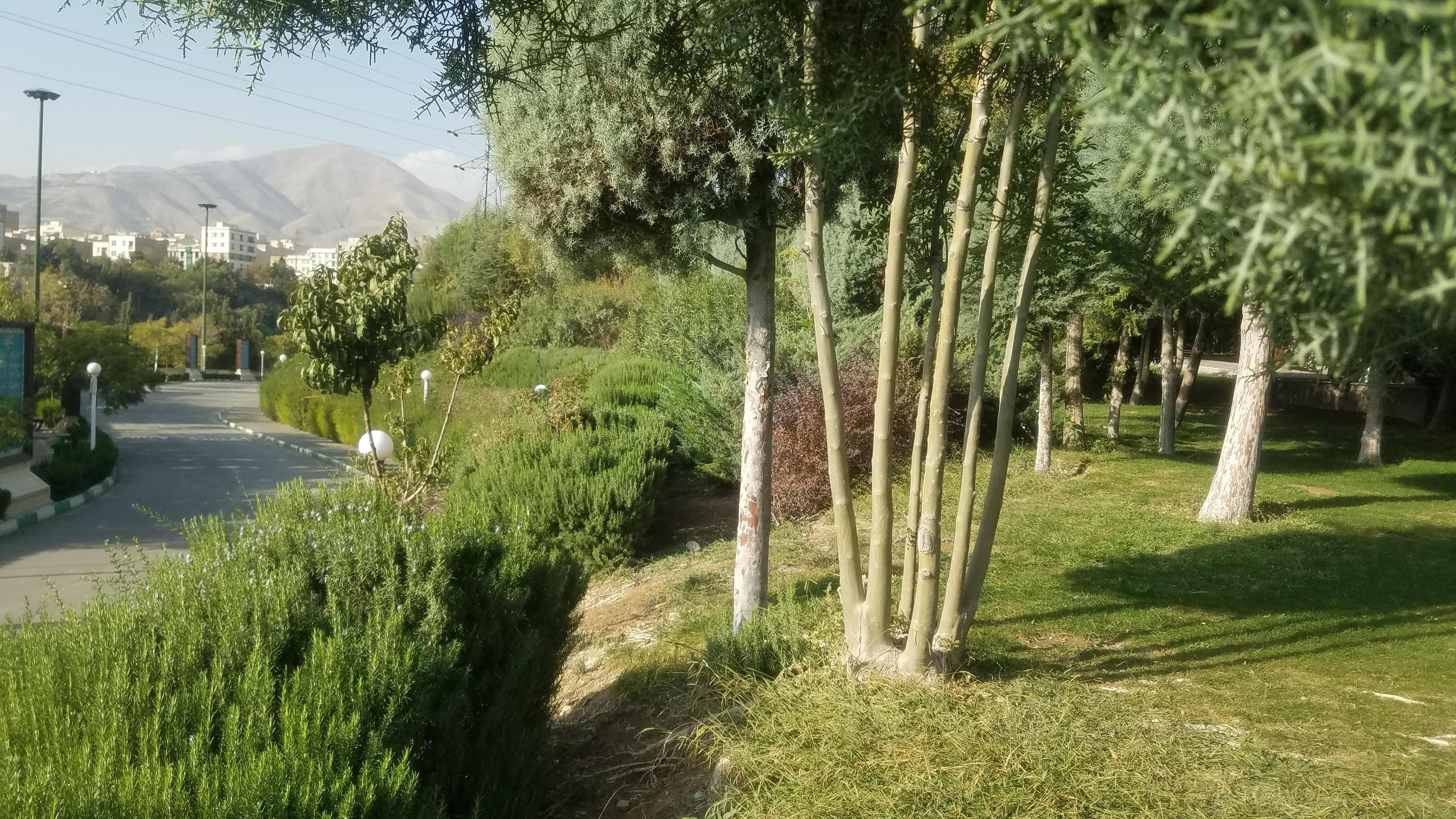 دررفضای سبز شهری چه درختی با چه ضوابطی ب...