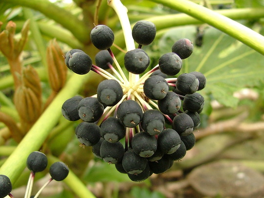 نگهداری از گیاه آرالیا