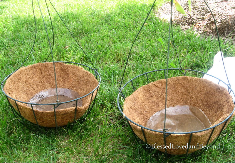 نگهداری سرخس در منزل