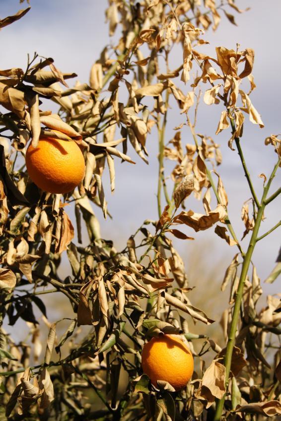 نشانه های سرمازدگی در مرکبات و نحوه ی کاهش خسارت سرما