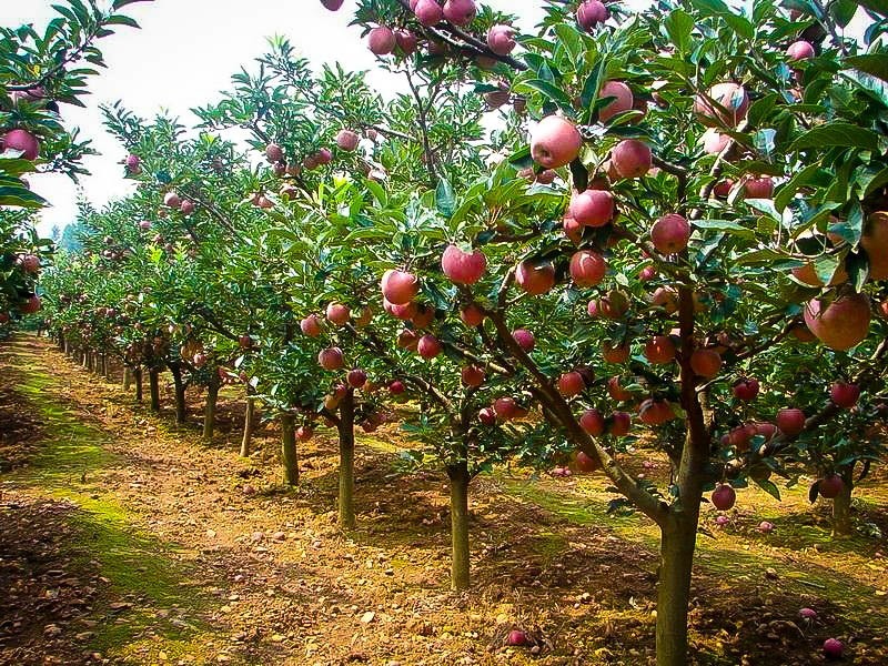 تاثیر آبیاری بر میوه درخت سیب