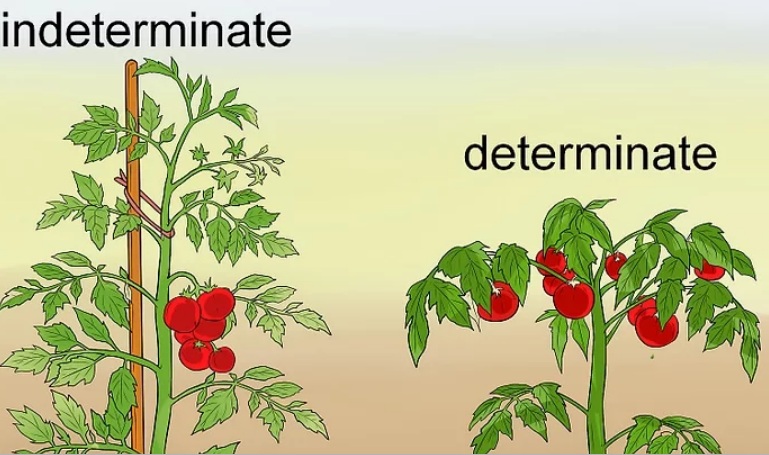 هرس گوجه فرنگی - فوت و فن های باغبانی