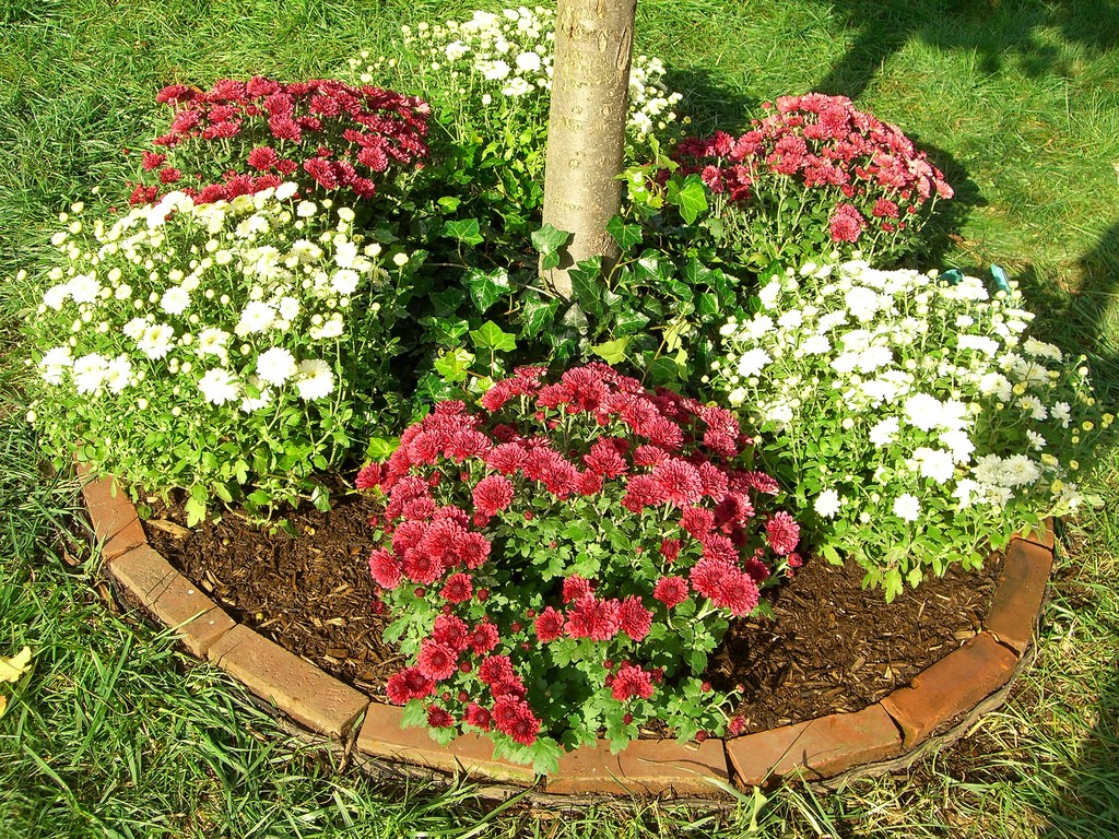 تکثیر گل داوودی