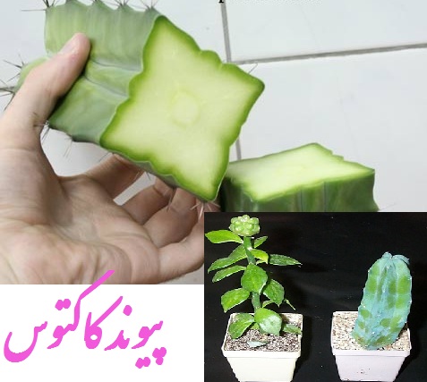 آموزش تصویری پیوند کاکتوس
