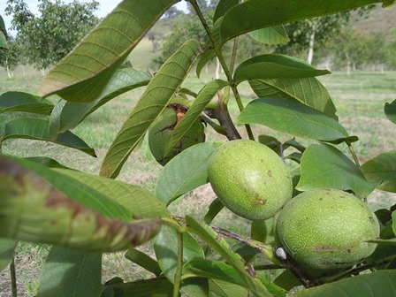 نکات کلیدی در نگهداری از درخت گردو