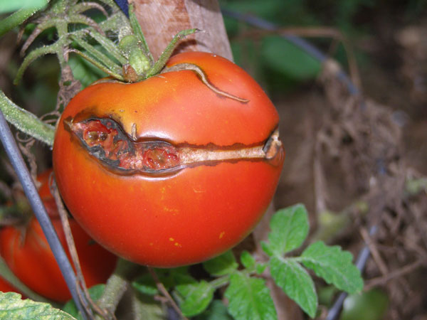 3) ترک های رشد Growth Cracks