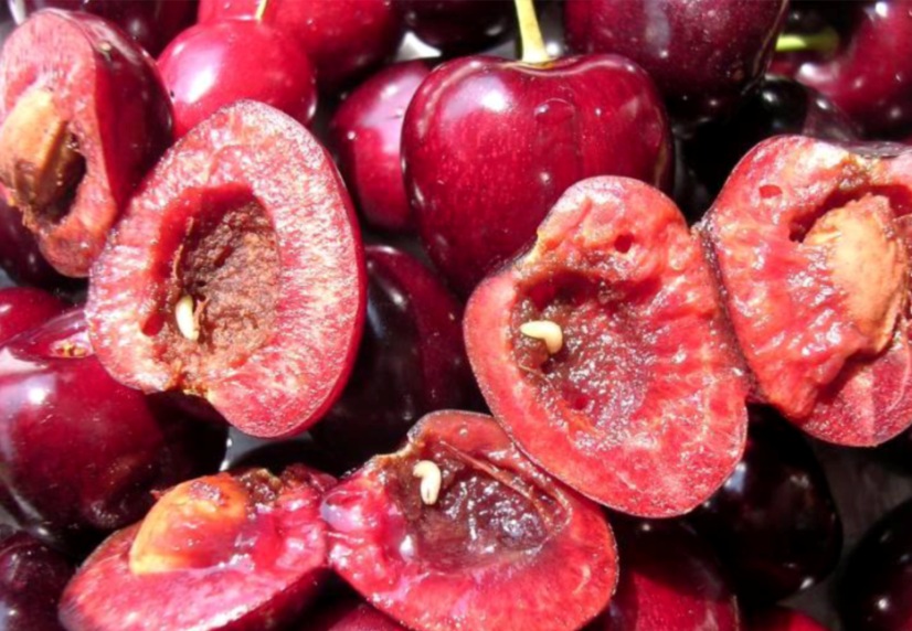 شناخت آفت مگس گیلاس و نحوه مبارزه با آن