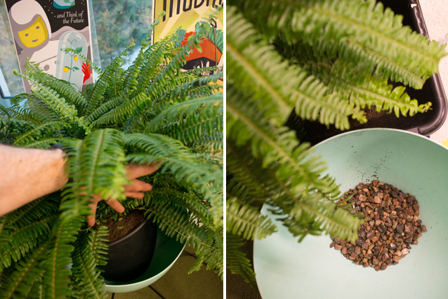 نگهداری سرخس در منزل