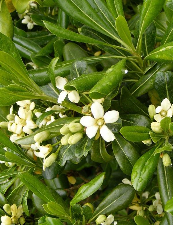 3)میخک هندی یا میخک ژاپنی