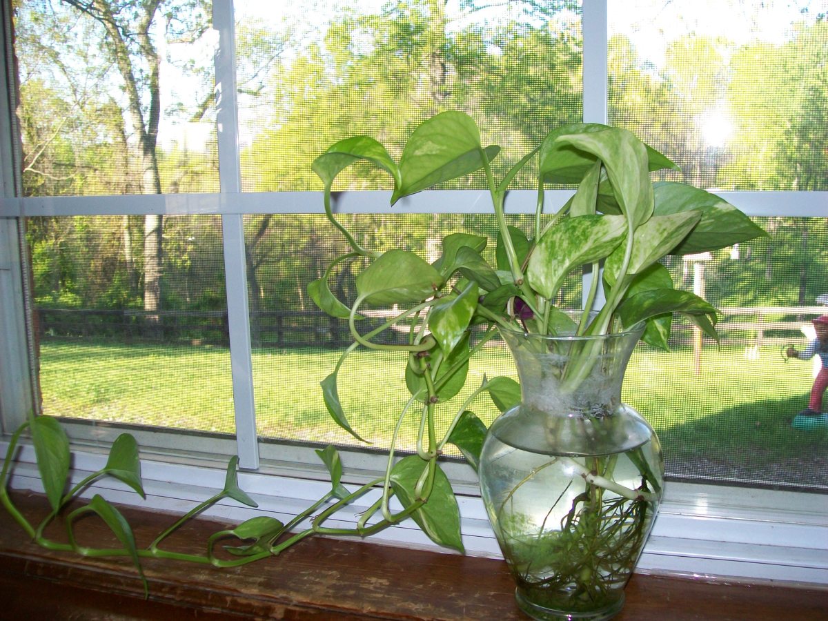 ایجاد باغ آبزی داخلی با گیاهان آپارتمانی