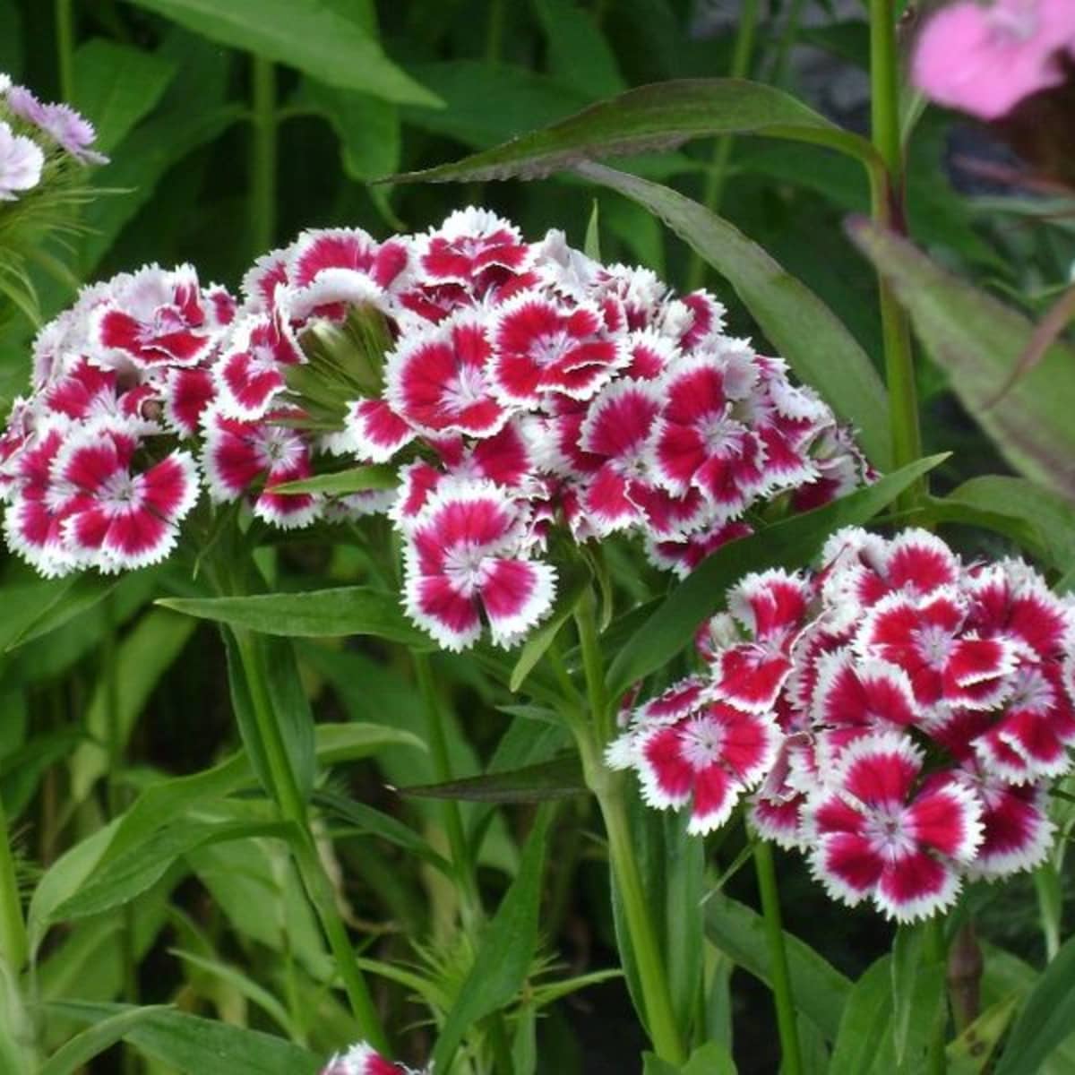 1. Stunning Sweet William Plants: Enhance Your Garden’s Charm