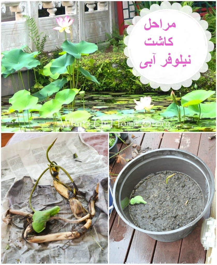 کاشت نیلوفر آبی در برکه - فوت و فن های باغبانی