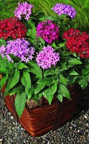 نگهدای از گل پنج پر