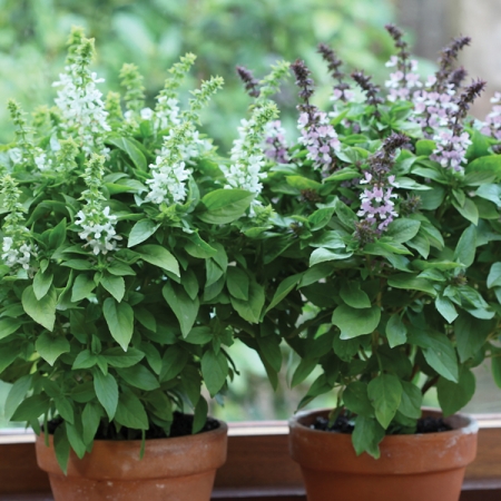 کاشت گیاه ریحان - فوت و فن های باغبانی