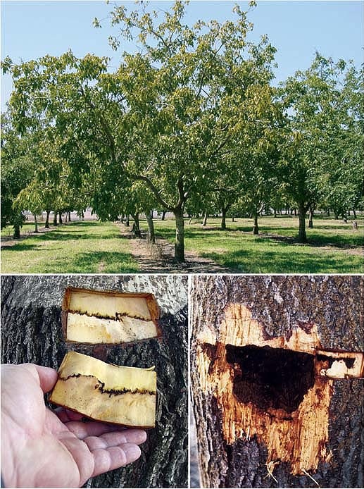 شناخت بیماری قارچی پوسیدگی ریشه درخت گردو