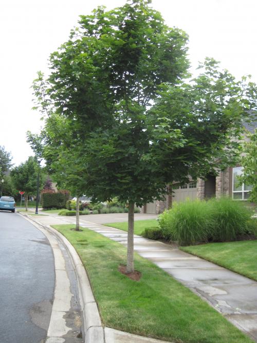 در حاشیه پیاده رو چه درختانی را می توانیم بکاریم؟