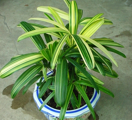 نگهداری از نخل راپیس