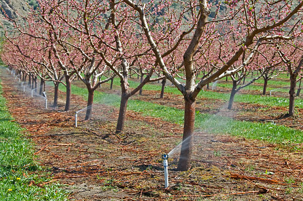 آبیاری درختان در زمان شکوفه دهی