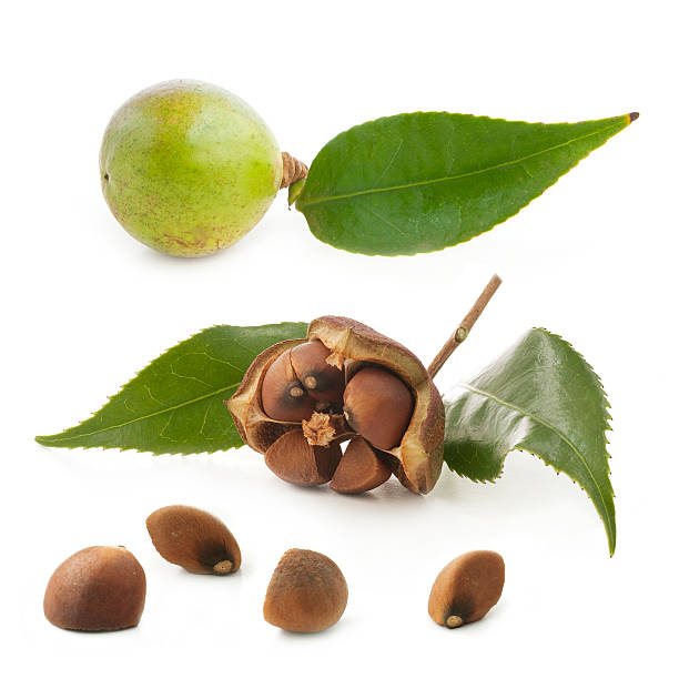 تکثیر کاملیا از طریق بذر