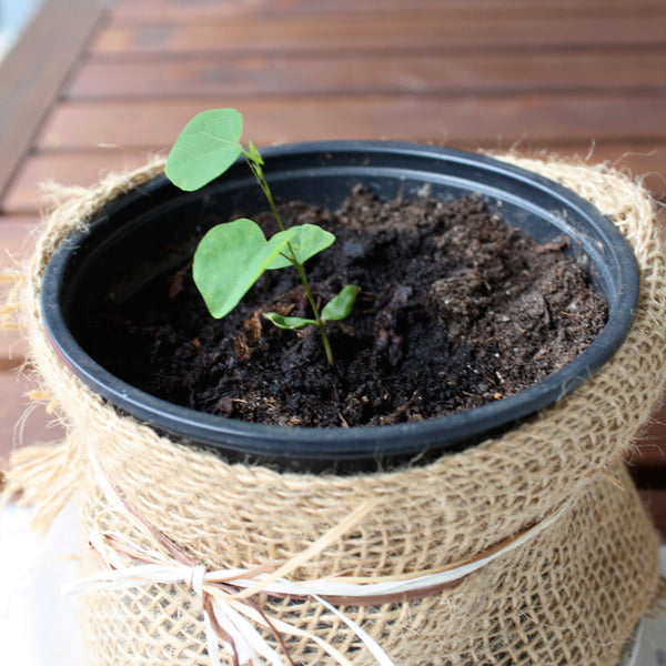 نحوه ی کاشت بذر ارغوان