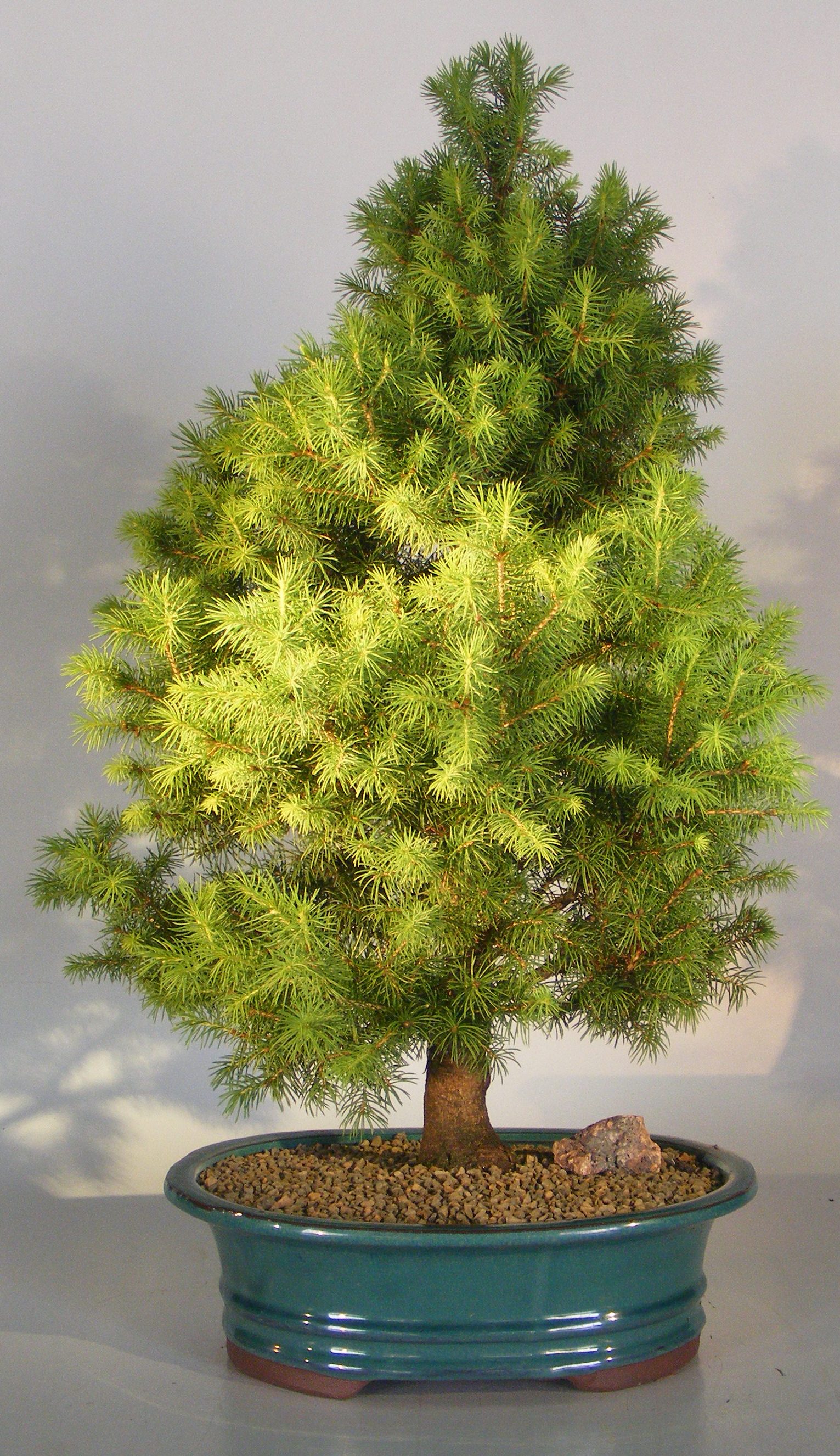 چگونگی نگهداری از بونسای کاج ( گونه اسپیروس)